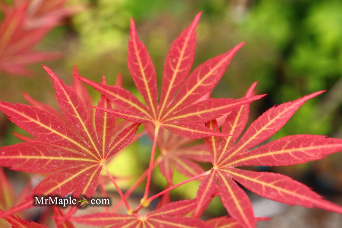 - Acer palmatum 'Jeannie's Dream' Japanese Maple - Mr Maple │ Buy Japanese Maple Trees