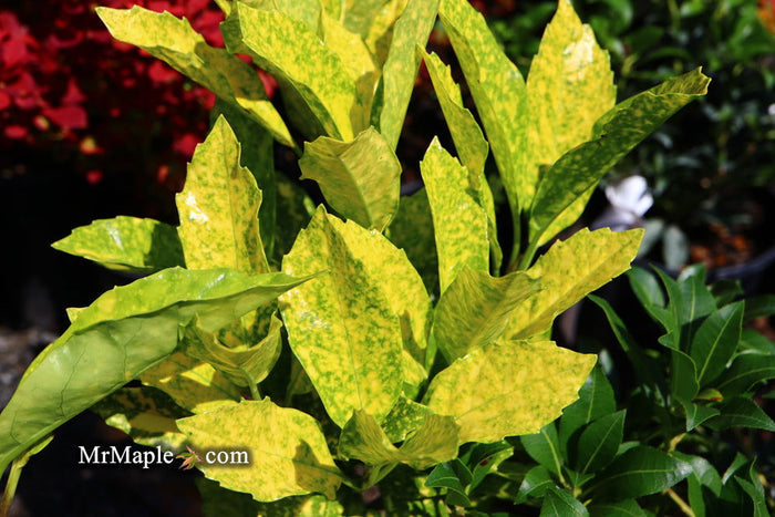 - Aucuba japonica ‘Mr. Goldstrike’ Japanese Laurel - Mr Maple │ Buy Japanese Maple Trees