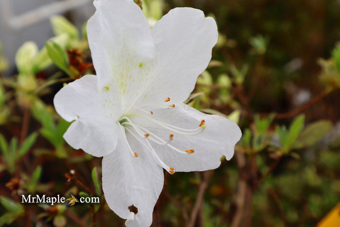 - Azalea 'Irish Cream’ Holly Springs White Azalea - Mr Maple │ Buy Japanese Maple Trees
