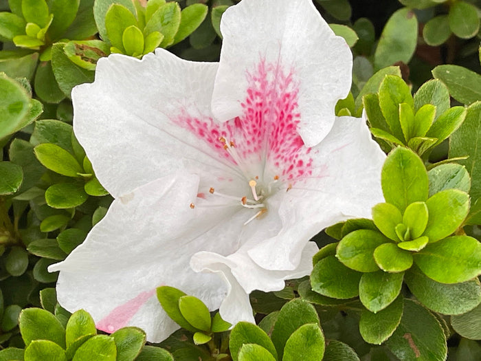 - Azalea 'Johga’ Satsuki Azalea - Mr Maple │ Buy Japanese Maple Trees