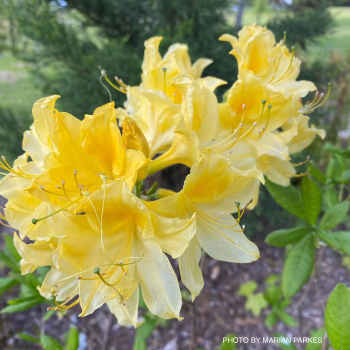 - Azalea 'Lemon Lights’ Yellow Flowers Deciduous Azalea - Mr Maple │ Buy Japanese Maple Trees
