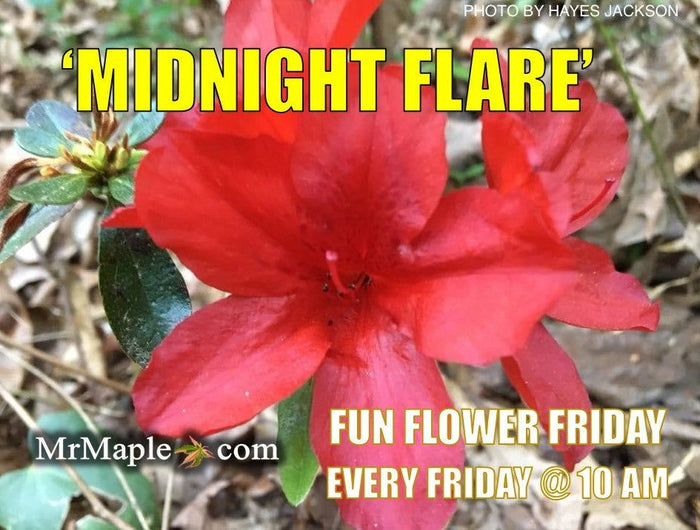 - Azalea 'Midnight Flare’ Red Flowering Harris Azalea - Mr Maple │ Buy Japanese Maple Trees