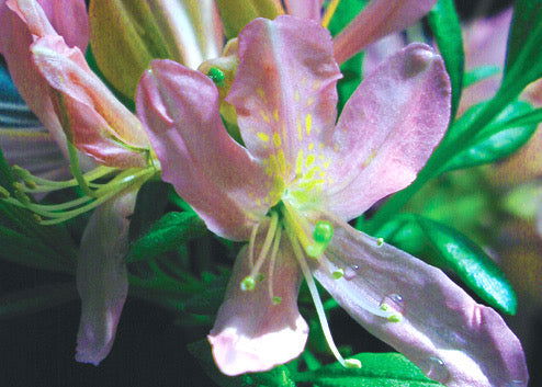- Azalea 'Western Lights’ Pink Flowers Deciduous Azalea - Mr Maple │ Buy Japanese Maple Trees