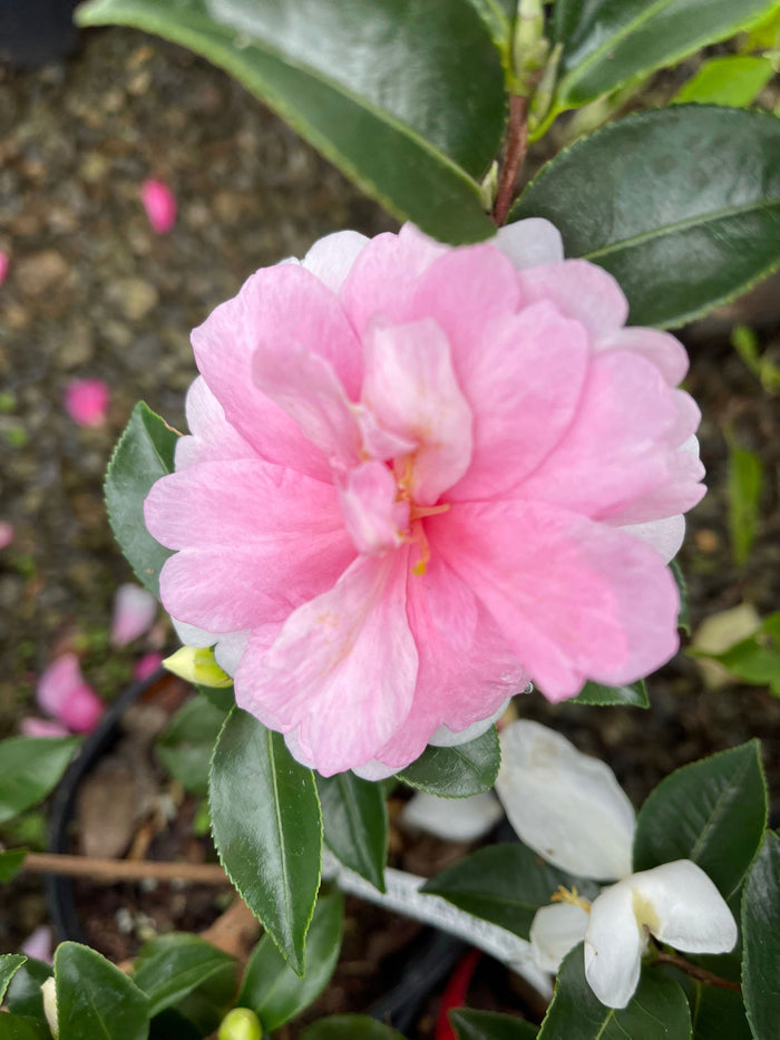- Camellia sasanqua 'Alabama Beauty' Red Flowering Camellia - Mr Maple │ Buy Japanese Maple Trees