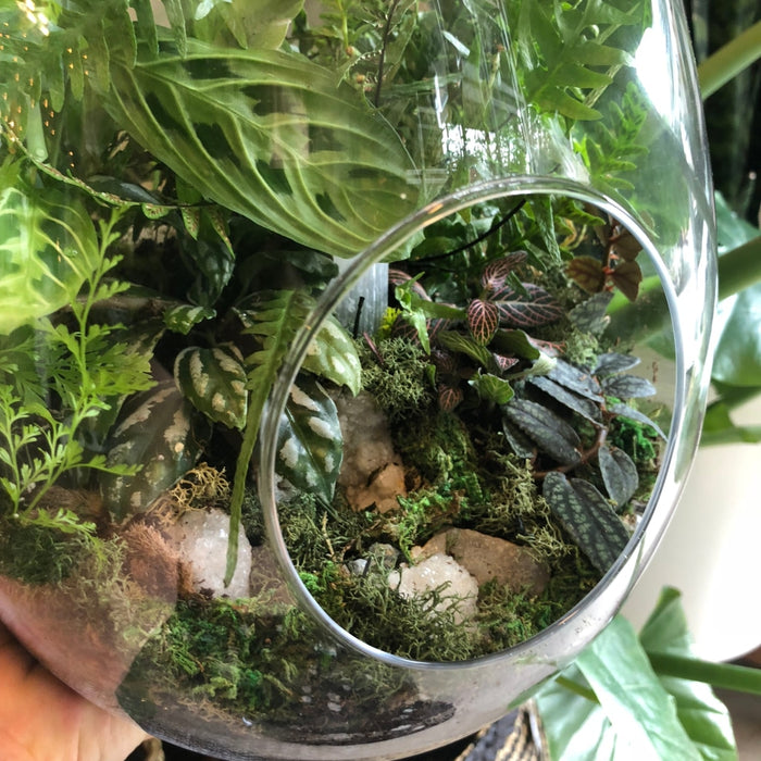 Eggy Tropic Terrarium