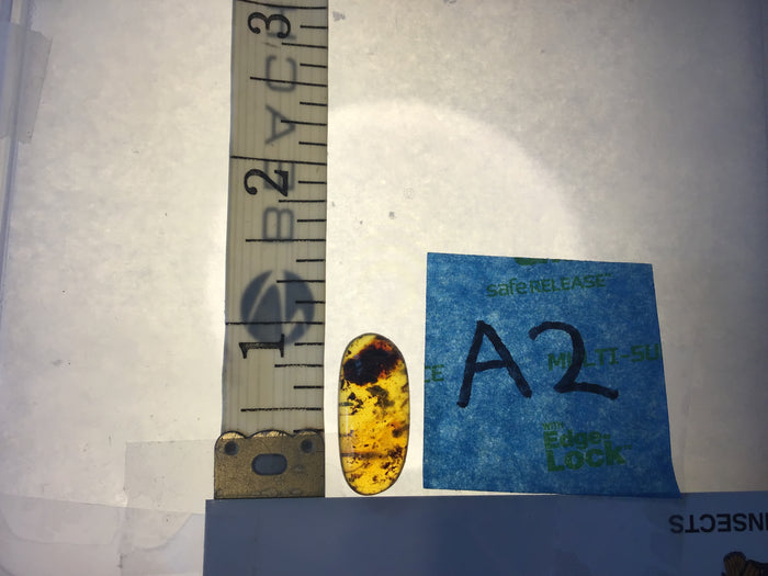 Genuine Amber Specimen with Insect Inclusions - 1" X 3/8"