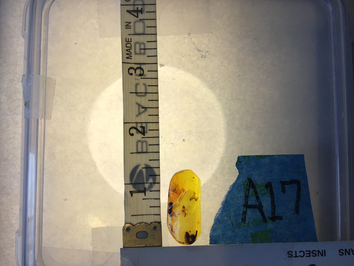 Genuine Amber Specimen with Insect Inclusions - Originally $150, Now $99 (A17)