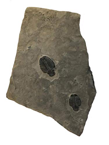 Genuine Elrathia Kinghi Trilobite Fossil 3 5/8" x 4 1/2" x 1/2" - dinosaursrocksuperstore