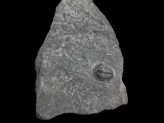 Genuine Fossil Trilobite - Elrathia Kinghi #F8 - 2 3/4" x 1 1/2”