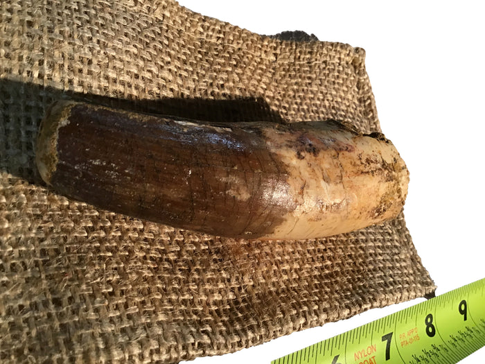 Gigantic Spinosaurus Dinosaur Teeth 3" inches - Gift Packaged