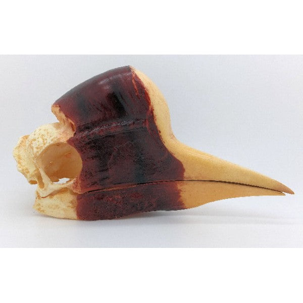 Helmeted Hornbill Skull - dinosaursrocksuperstore