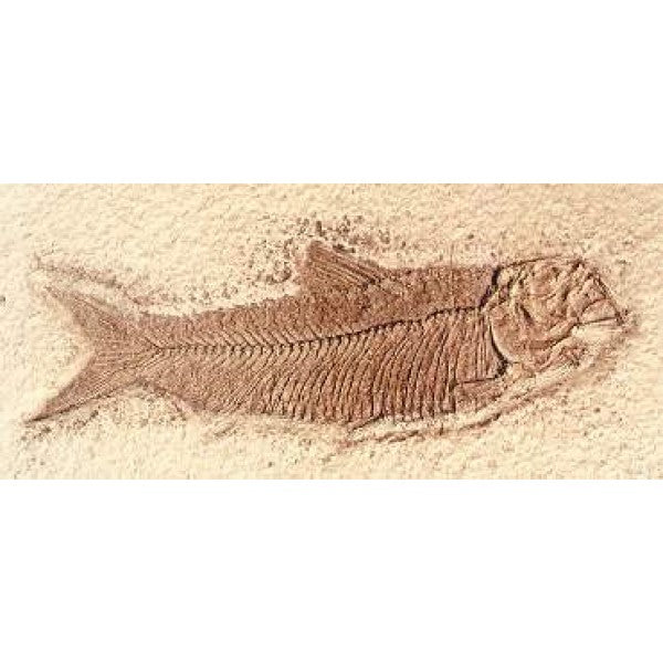 Knightia Humilis Fish Replica - dinosaursrocksuperstore
