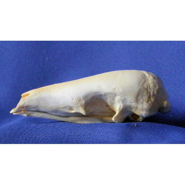 Malayan Pangolin Skull - dinosaursrocksuperstore