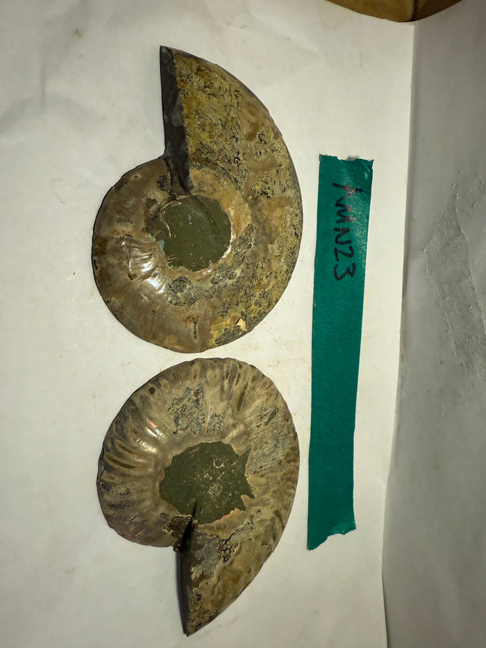 Ammonite Pair (AMN23) - Split & Polished - Madagascar - 3.75 Inches from DINOSAURS ROCK
