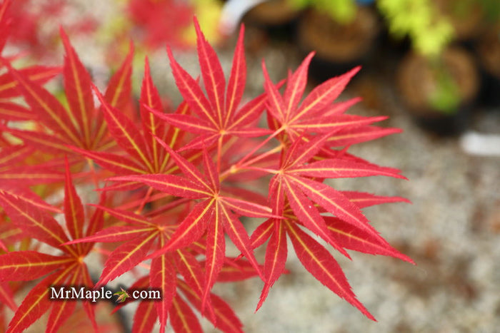 - Acer palmatum 'Jeannie's Dream' Japanese Maple - Mr Maple │ Buy Japanese Maple Trees