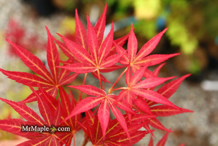 - Acer palmatum 'Jeannie's Dream' Japanese Maple - Mr Maple │ Buy Japanese Maple Trees