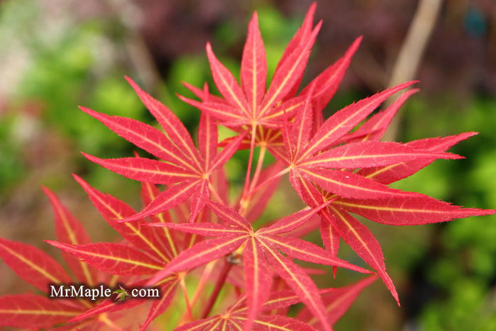 - Acer palmatum 'Jeannie's Dream' Japanese Maple - Mr Maple │ Buy Japanese Maple Trees