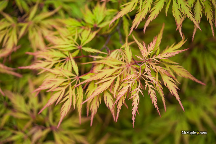 Acer palmatum 'Sunset' Japanese Maple