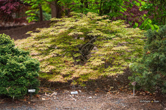 Acer palmatum 'Sunset' Japanese Maple