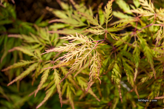 Acer palmatum 'Sunset' Japanese Maple