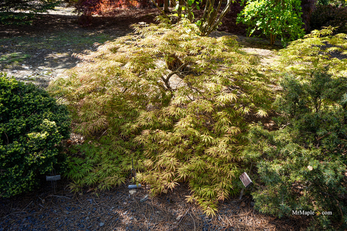 Acer palmatum 'Sunset' Japanese Maple