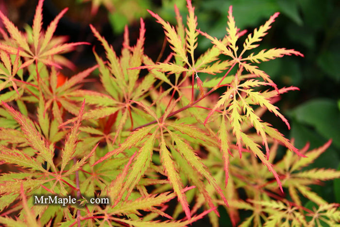 - Acer palmatum 'Sunset' Japanese Maple - Mr Maple │ Buy Japanese Maple Trees