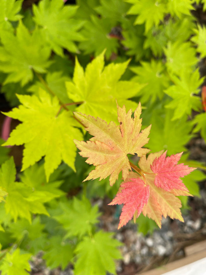 - Acer pseudosieboldianum ssp takesimense Wild Collected Maple - Mr Maple │ Buy Japanese Maple Trees