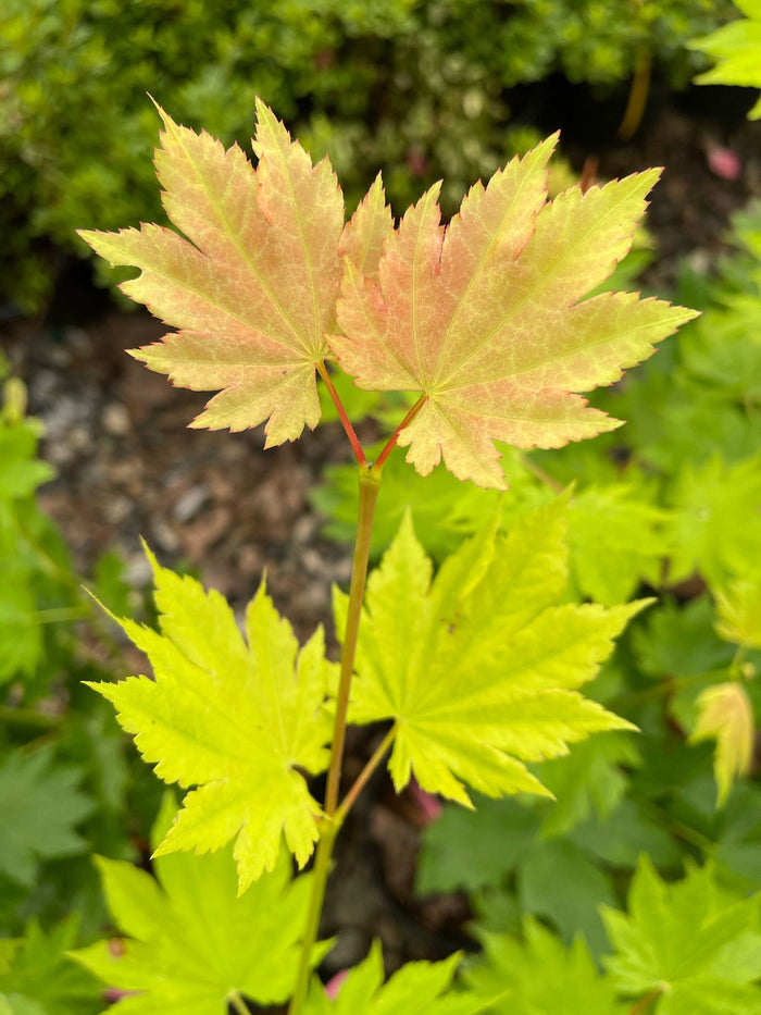 - Acer pseudosieboldianum ssp takesimense Wild Collected Maple - Mr Maple │ Buy Japanese Maple Trees