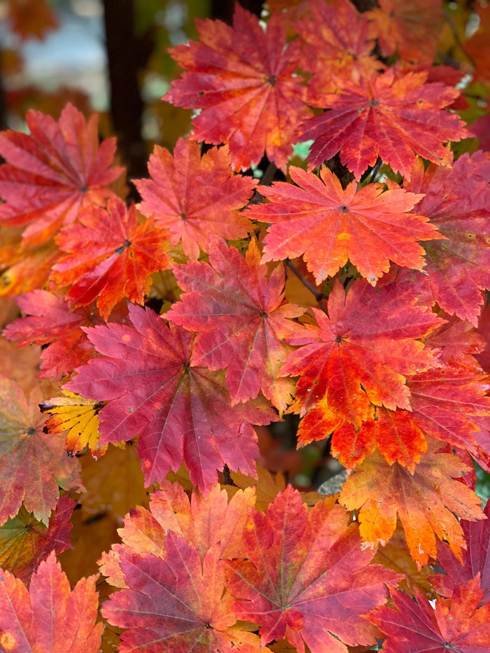 - Acer pseudosieboldianum ssp takesimense Wild Collected Maple - Mr Maple │ Buy Japanese Maple Trees