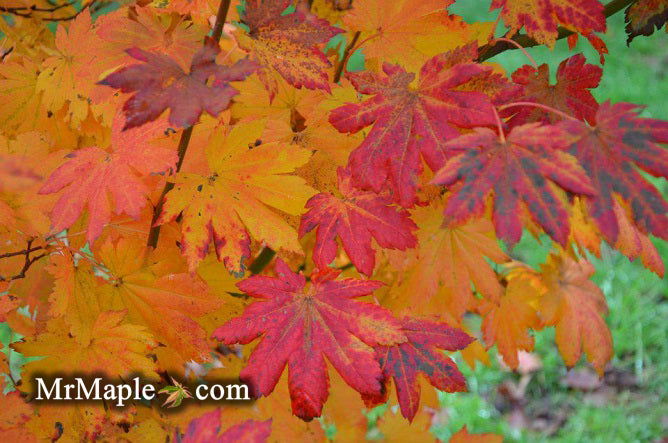 - Acer pseudosieboldianum ssp takesimense Wild Collected Maple - Mr Maple │ Buy Japanese Maple Trees