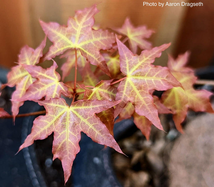 - Acer truncatum 'Baby Dragon' Dwarf Shantung Maple - Mr Maple │ Buy Japanese Maple Trees