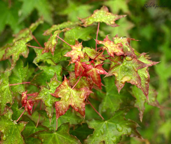 - Acer truncatum 'Baby Dragon' Dwarf Shantung Maple - Mr Maple │ Buy Japanese Maple Trees