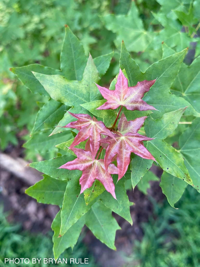 - Acer truncatum 'Baby Dragon' Dwarf Shantung Maple - Mr Maple │ Buy Japanese Maple Trees