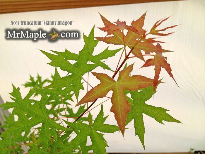 - Acer truncatum 'Skinny Dragon' Shantung Maple - Mr Maple │ Buy Japanese Maple Trees