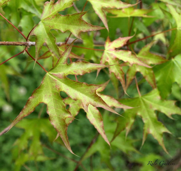 - Acer truncatum 'Skinny Dragon' Shantung Maple - Mr Maple │ Buy Japanese Maple Trees