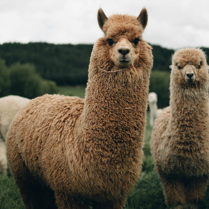Two brown alpacas with thick, curly fleece standing in a green pasture, looking at the camera, with a wooded hillside behind them.