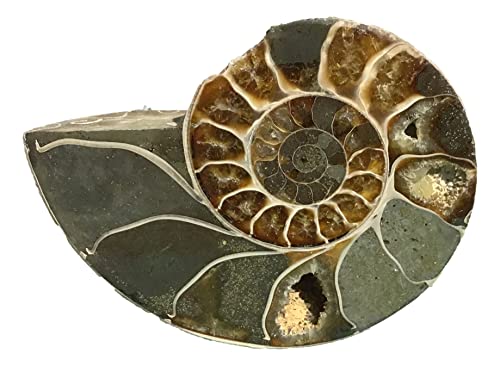 Ammonite Pair (AM5) - Split & Polished - Madagascar - 3-7/8 Inches