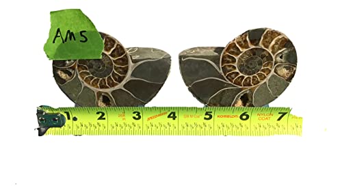 Ammonite Pair (AM5) - Split & Polished - Madagascar - 3-7/8 Inches