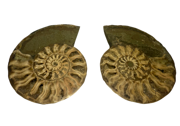 Ammonite Pair (AMN1) - Split & Polished - Madagascar - 3 Inches