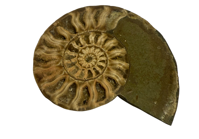 Ammonite Pair (AMN1) - Split & Polished - Madagascar - 3 Inches
