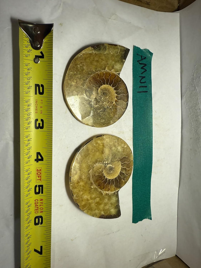 Ammonite Pair (AMN11) - Split & Polished - Madagascar - 4 Inches from DINOSAURS ROCK