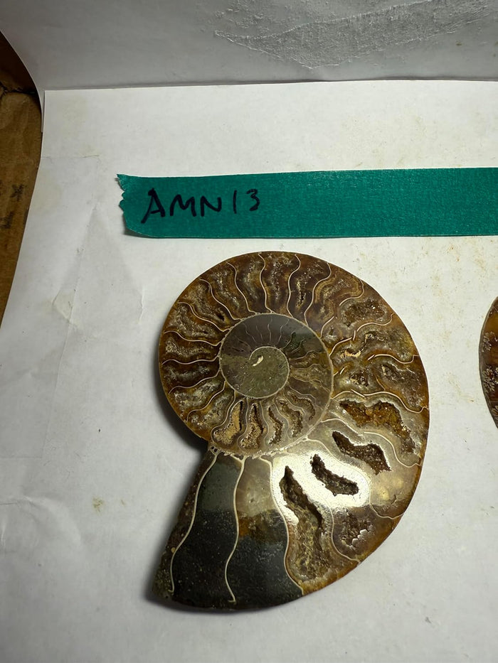 Ammonite Pair (AMN13) - Split & Polished - Madagascar - 3.75 Inches from DINOSAURS ROCK (Copy)