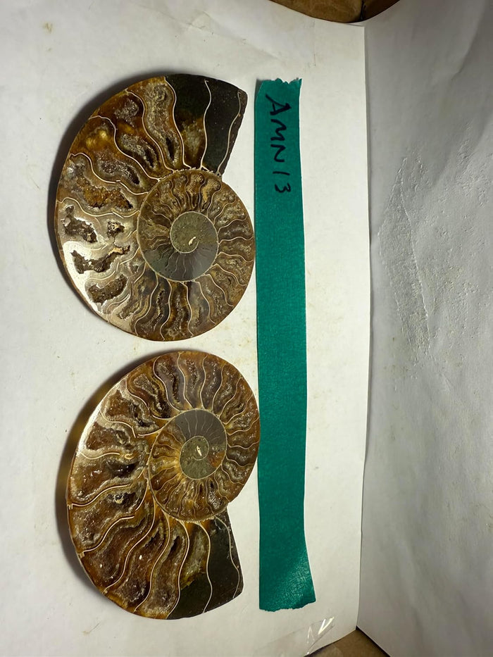 Ammonite Pair (AMN13) - Split & Polished - Madagascar - 3.75 Inches from DINOSAURS ROCK (Copy)