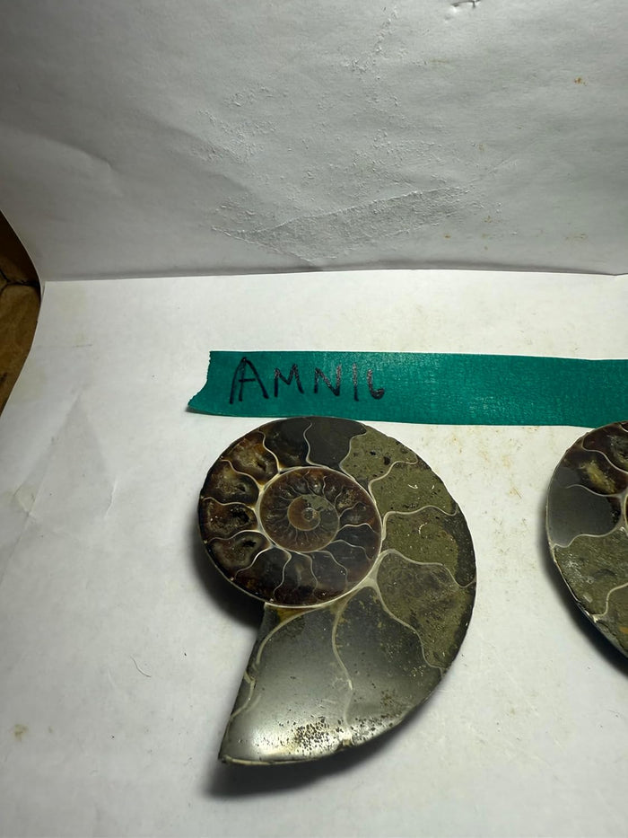 Ammonite Pair (AMN16) - Split & Polished - Madagascar - 3.5 Inches from DINOSAURS ROCK