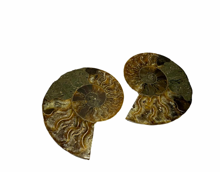 Ammonite Pair (AMN2) - Split & Polished - Madagascar - 3 Inches from DINOSAURS ROCK