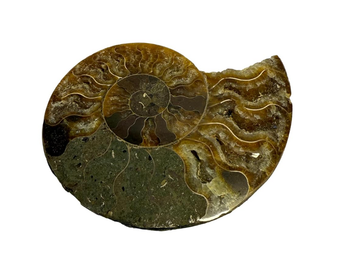 Ammonite Pair (AMN2) - Split & Polished - Madagascar - 3 Inches from DINOSAURS ROCK