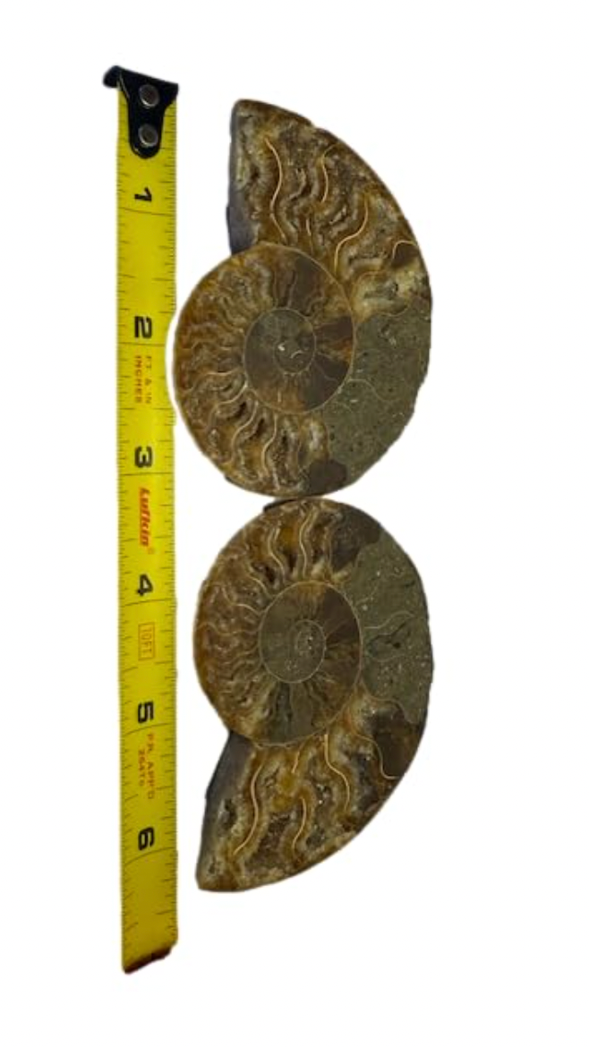 Ammonite Pair (AMN2) - Split & Polished - Madagascar - 3 Inches from DINOSAURS ROCK