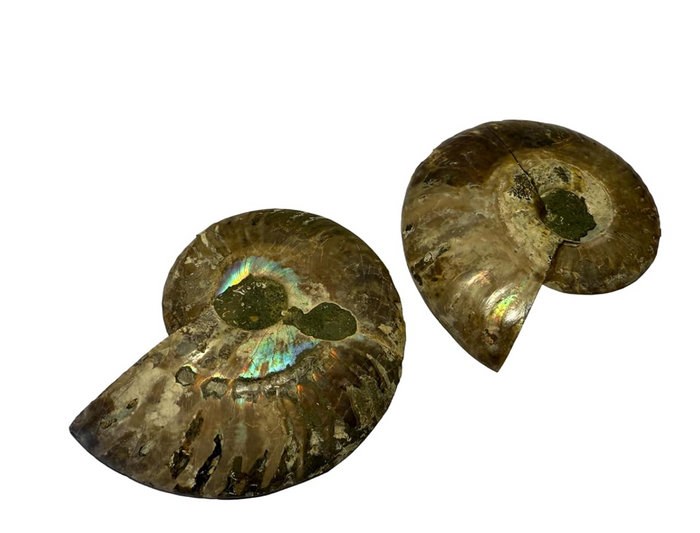 Ammonite Pair (AMN2) - Split & Polished - Madagascar - 3 Inches from DINOSAURS ROCK