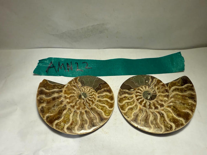 Ammonite Pair (AMN22) - Split & Polished - Madagascar - 3 Inches from DINOSAURS ROCK