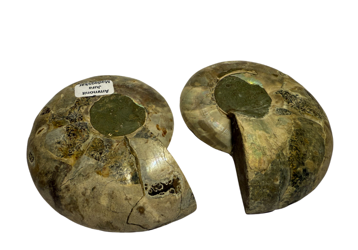 Ammonite Pair (AMN3) - Split & Polished - Madagascar - 3 Inches from DINOSAURS ROCK